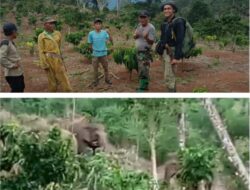 Gajah Liar Serang Gubuk Warga di Bandar Negeri Semuong, Polsek Wonosobo Tingkatkan Kewaspadaan