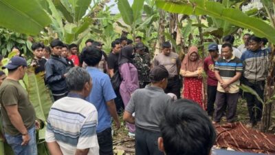 Polsek Pulau Panggung Tangani Evakuasi Penemuan Mayat Lansia di Pekon Tekadda