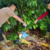 Dendam Masa Lalu Berujung Darah, Petani di OKU Tewas Ditikam