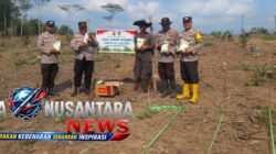 Sinergi Polri-Petani OKU, Lahan Sawit 5 Hektare Disulap Jadi Lumbung Jagung Ketahanan Pangan